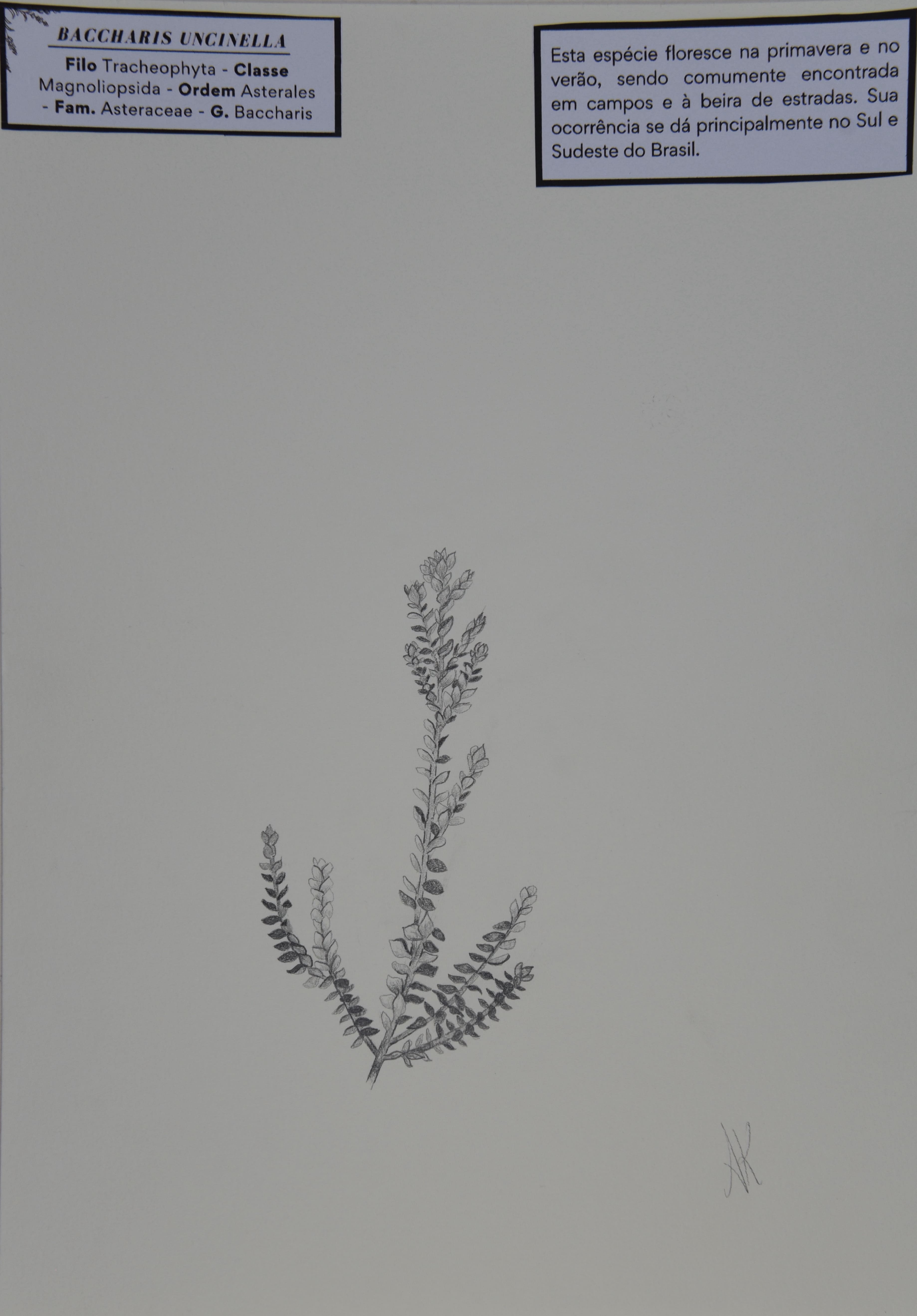 Obra 42 - Baccharis